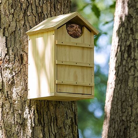 screech owl houses nesting boxes