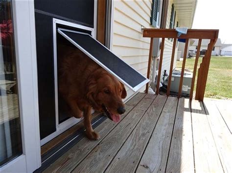 Screen Door Dog Friendly