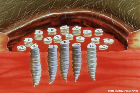 Screwworm Program Cut