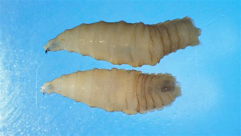 screwworm same as botfly