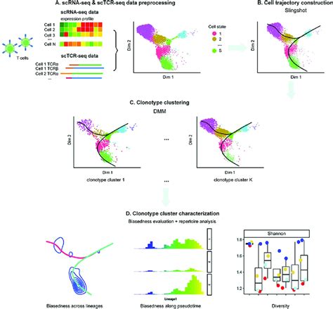 scrna-seq sctcr-seq