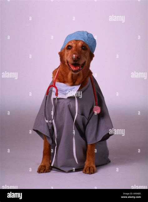 Scrubs For Dog