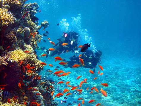 scuba diving boat trip