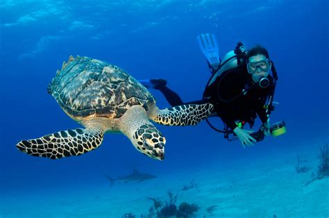 Scuba Diving Packages Bahamas
