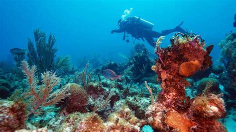 Scuba Diving Trips To Cuba