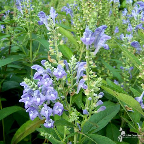 scutellaria incana skullcap