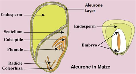 scutellum ploidy