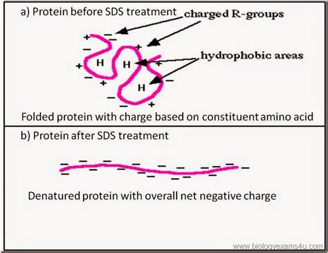 Sds In Lysis Buffer Function