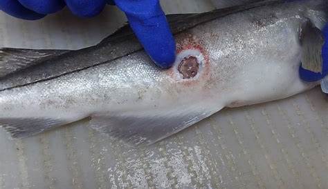Sea Lamprey wound on a Lake Whitefish You may use this
