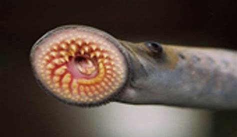 Sea Lamprey Pie Petromyzon, — Stock Photo © Sciencepics 73308897