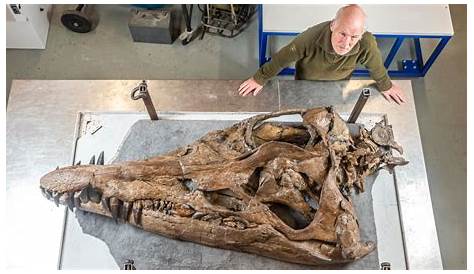 Pliosaur discovery: huge sea monster’s skull found in Dorset