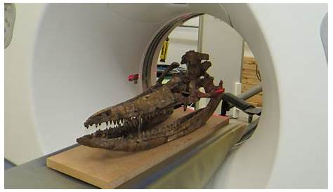 ‘Sea monster’ skeleton found on beach - BT