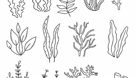 Sea Plants Drawing Easy Coral Coloring Pages For Kids Coral Reef , Coral