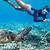 sea turtle snorkel waikiki