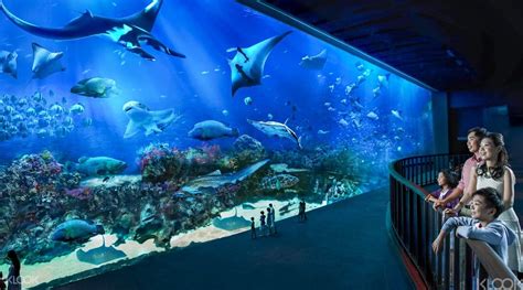 sea aquarium singapore official website