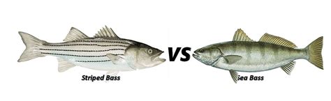 sea bass vs lake bass