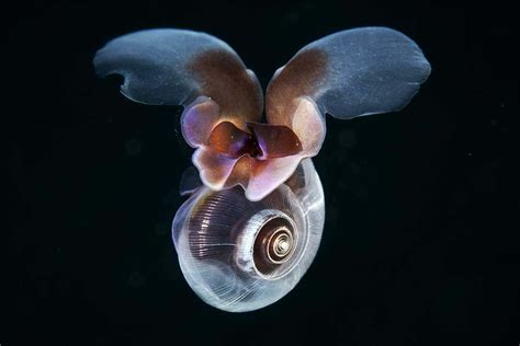 sea butterfly snail