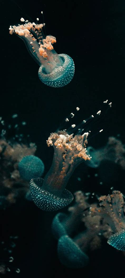 Sea Creatures Iphone Wallpaper