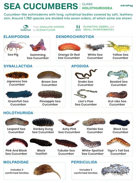 Sea Cucumber Hs Code