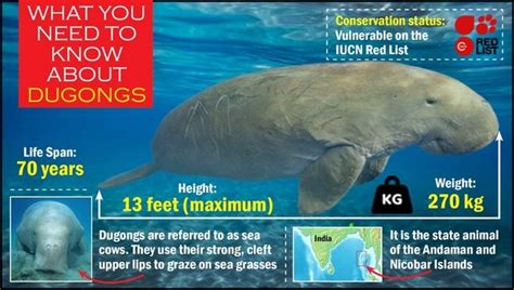 sea dugong iucn status