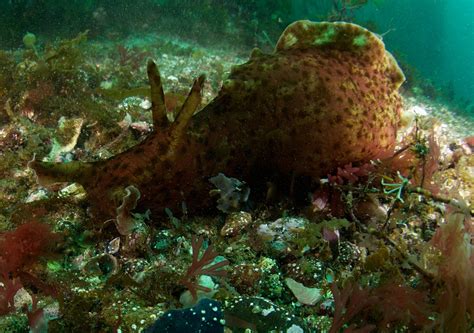 sea hare is the common name of