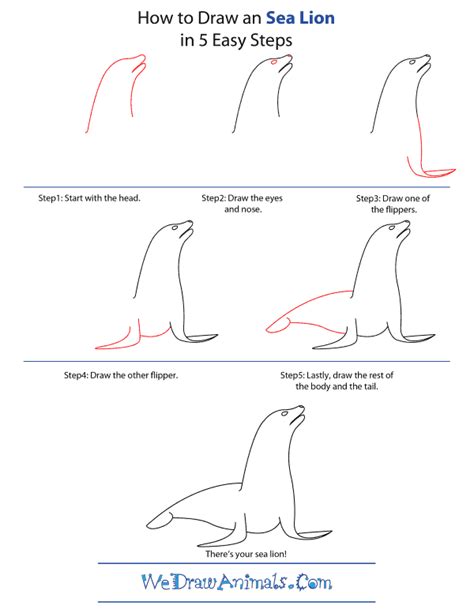 How to Draw a Simple Sea Lion for Kids