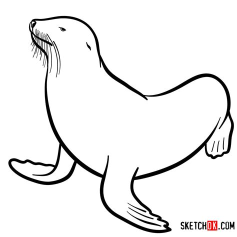 sea lion line art