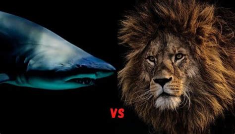 sea lion vs shark