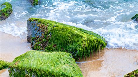 sea moss plant