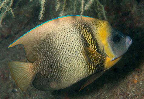 sea of cortez angelfish