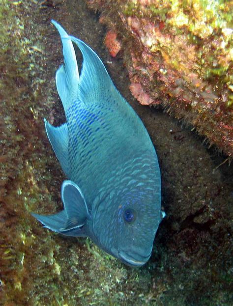 sea of cortez fish