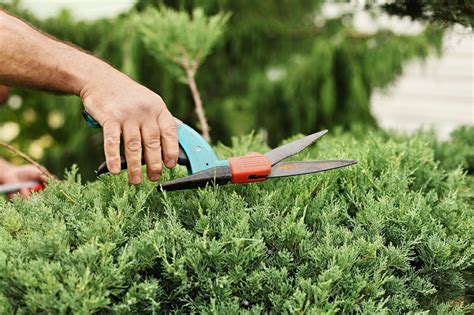 Sea Of Gold Juniper Pruning