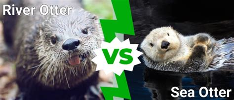 sea otter vs river ott