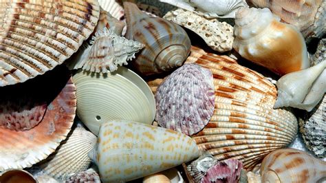 Sea Shells Or Seashells