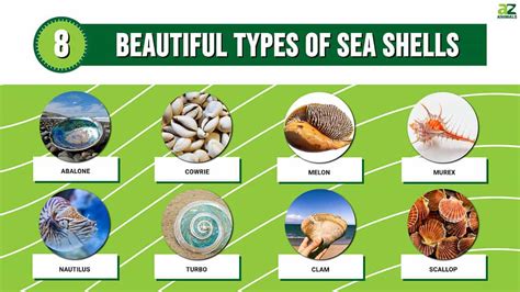 Sea Shells Value