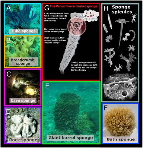 Sea Sponge Common Name