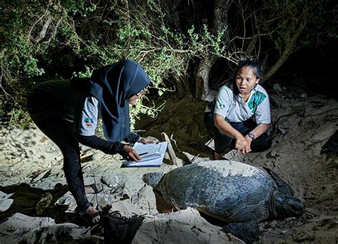 sea turtle conservation