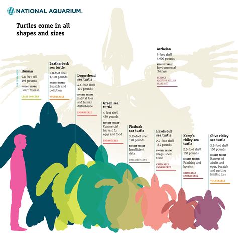 Sea Turtle Maximum Age