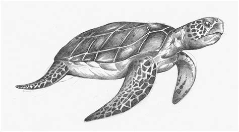 sea turtle pictures to draw