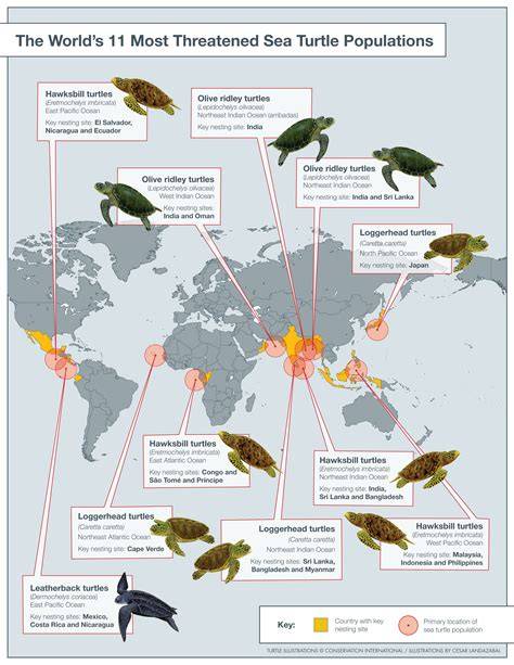 sea turtle populations