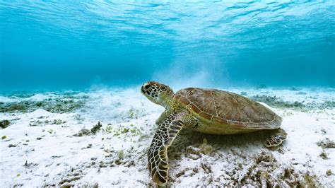 Sea Turtle Underwater
