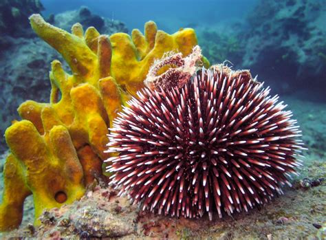 sea urchin common name