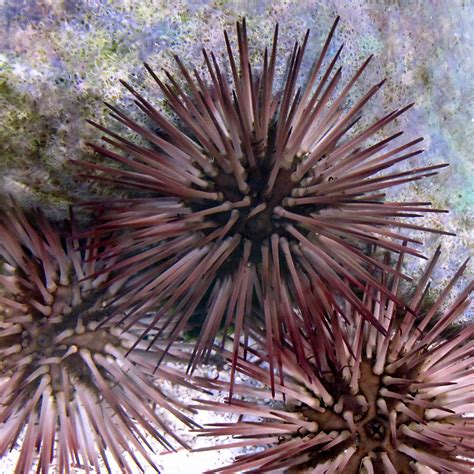 sea urchin in german