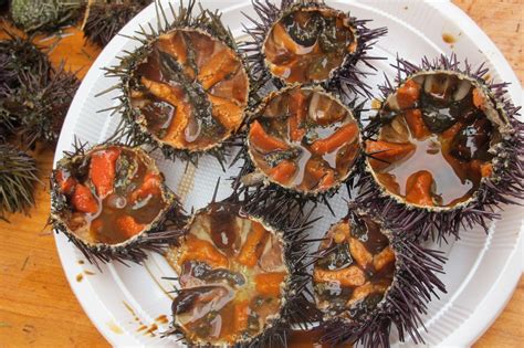 sea urchin in spanish