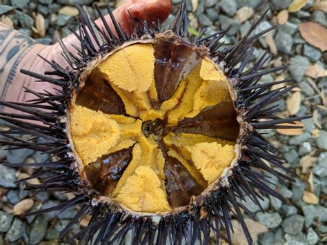 sea urchin inside