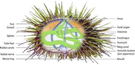 sea urchin labelled diagram