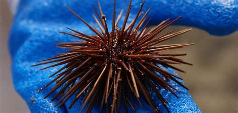 sea urchin symbolism meaning