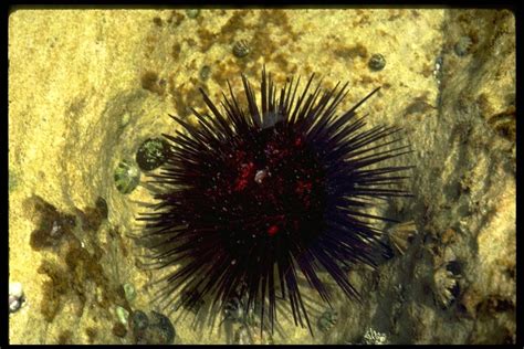 sea urchin synonym
