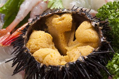 sea urchin taste like
