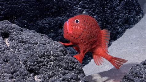 sea walking fish